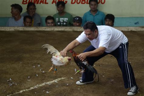 'Just making a living': Cockfighting a way of life in Philippines.